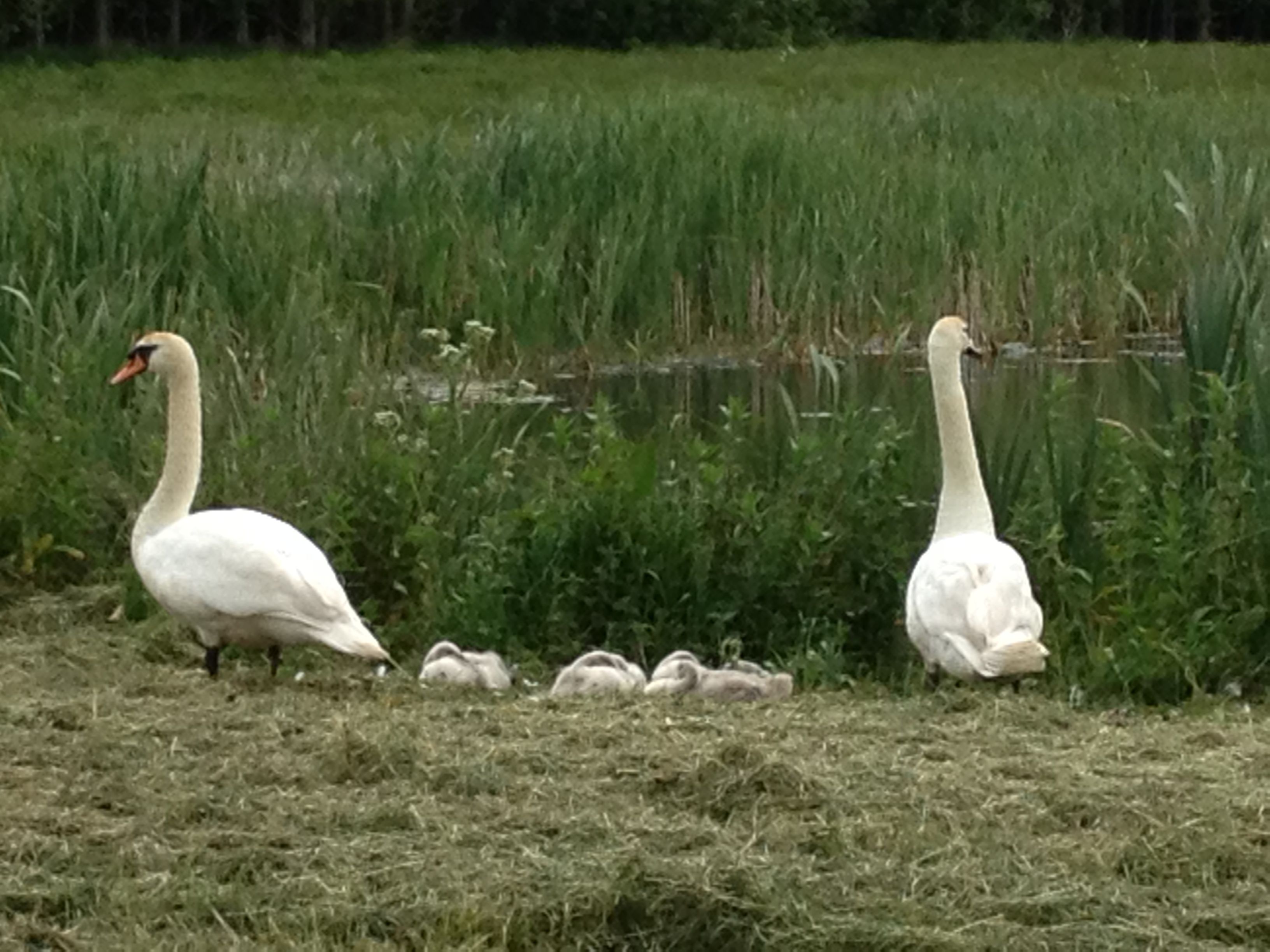 Stuehus i fantastisk natur.