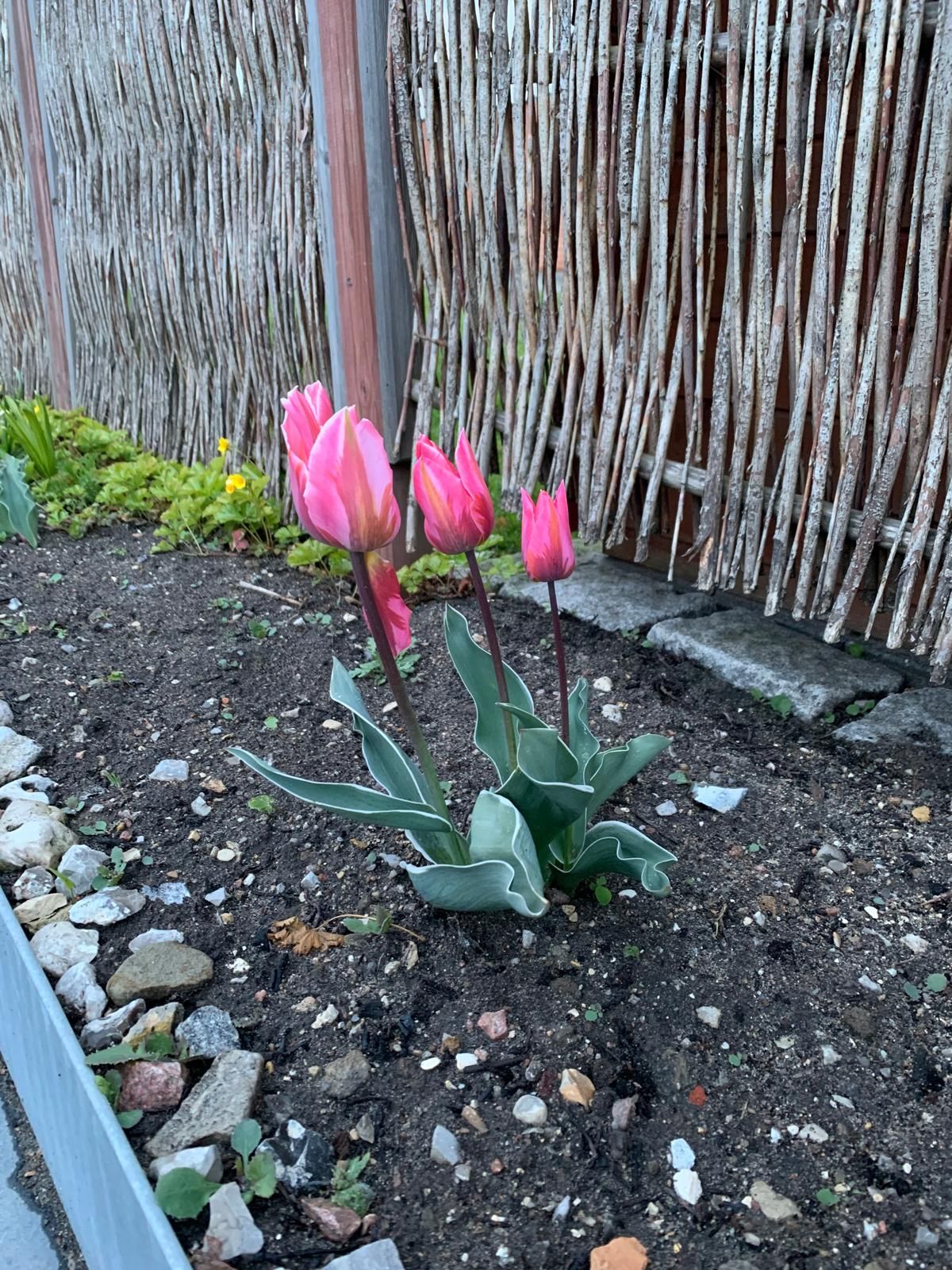 Unik liebhavervilla med direkte udsigt til øresund!  